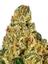 Blueji OG Hybrid Cannabis Strain Thumbnail