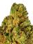Bonded 99 Hybrid Cannabis Strain Thumbnail