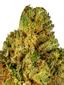 Bonded 99 Hybrid Cannabis Strain Thumbnail