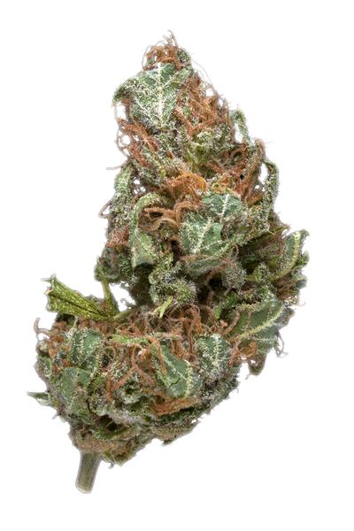 Bubble Cheese - 混合物 Cannabis Strain