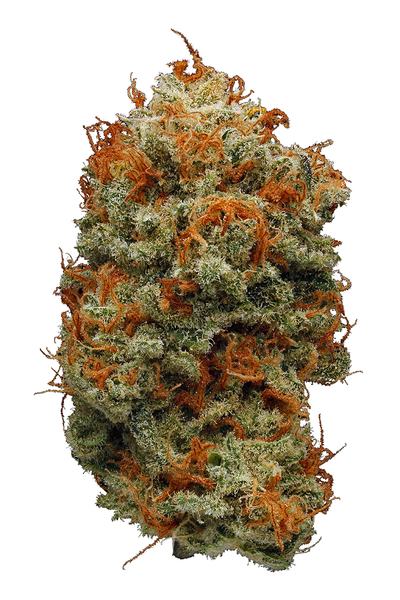 Bubonic Chronic - Hybride Cannabis Strain