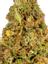 Buckeye Purple Hybrid Cannabis Strain Thumbnail