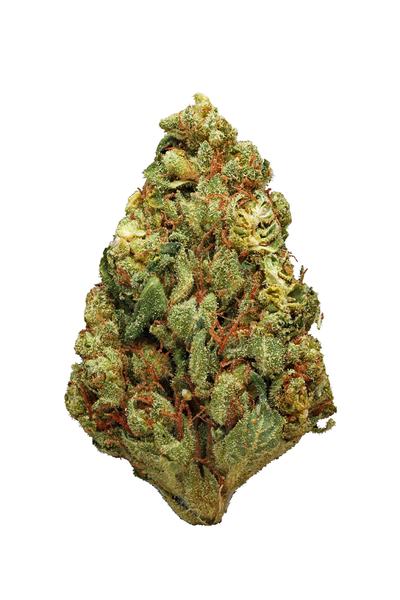 Buddha Tahoe - Híbrida Cannabis Strain