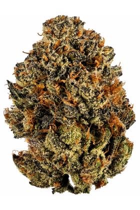 Burkle - Híbrida Cannabis Strain