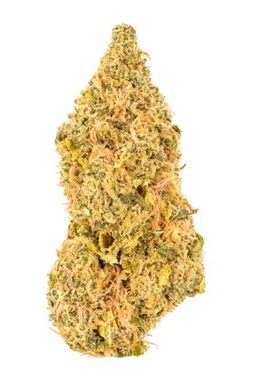 Bushido OG - Híbrido Cannabis Strain