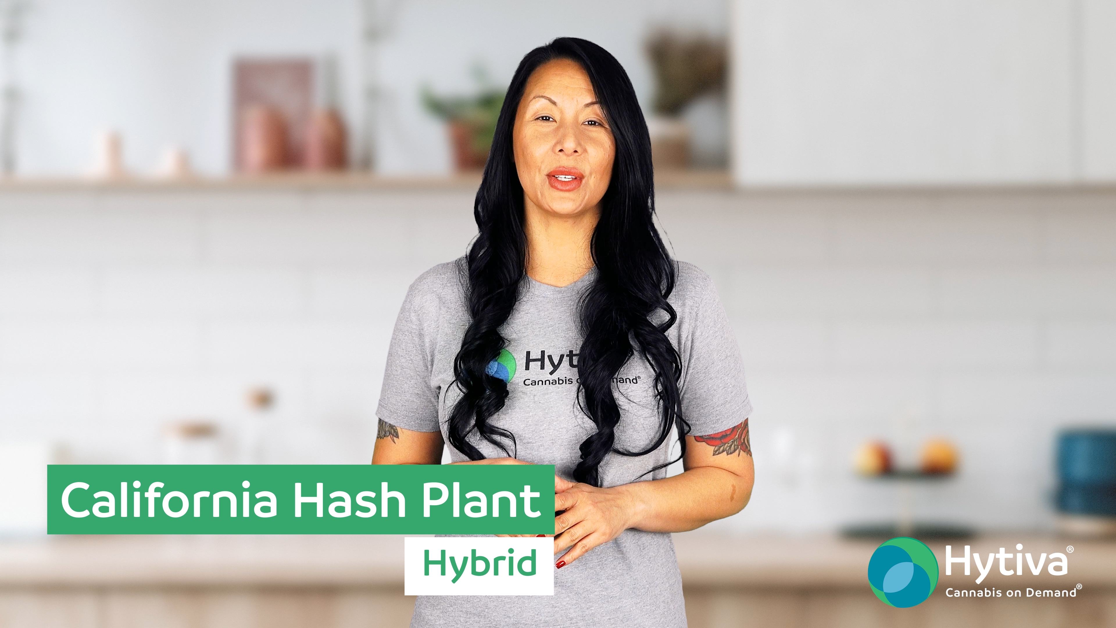 California Hash Plant - Hybrid Strain