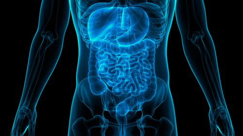 Cannabis & the Digestive System