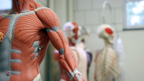 Cannabis & the Muscular System