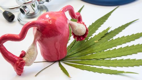 Cannabis & the Reproductive System