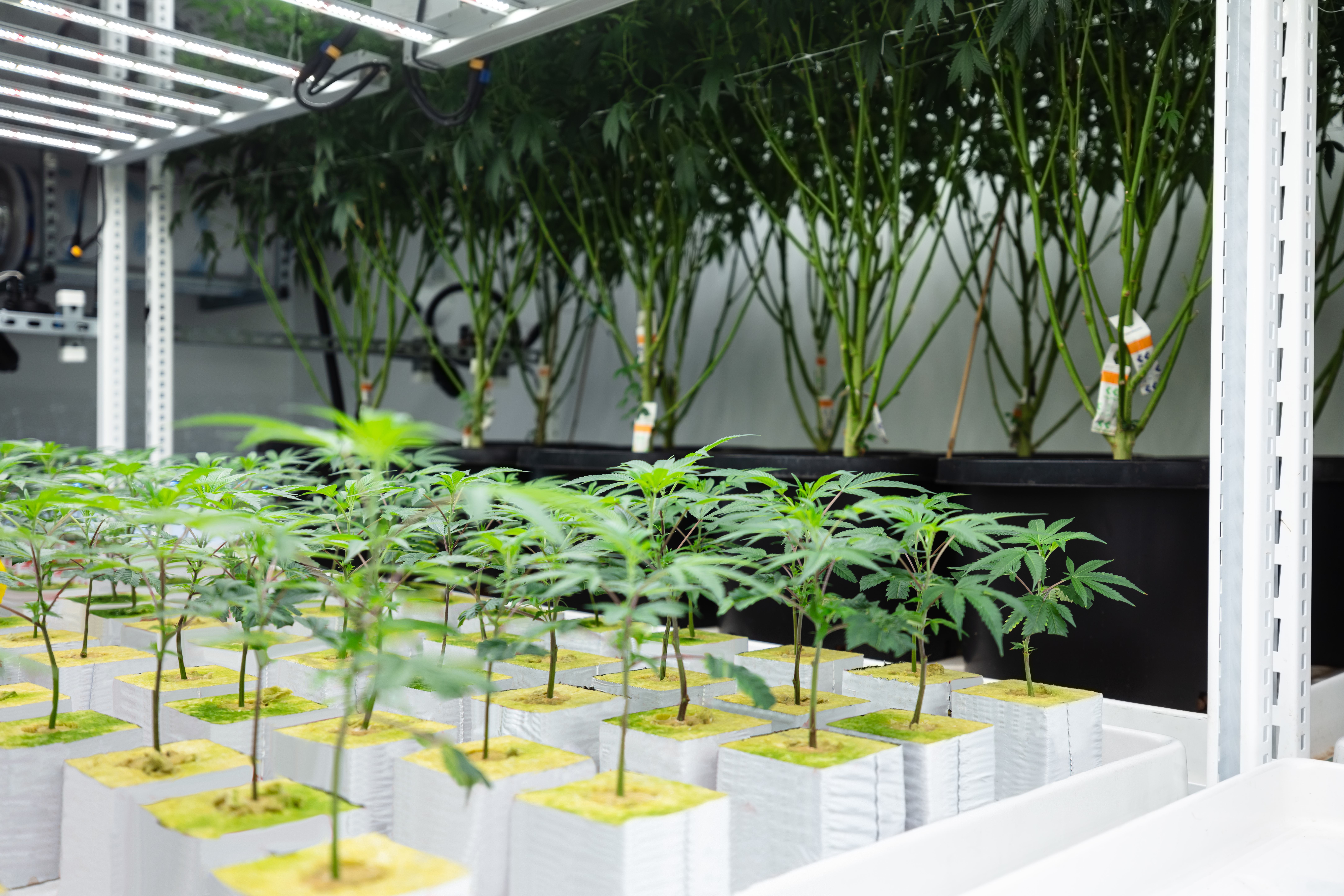 Cannabis clones sit on a table in a grow room next to larger plants.