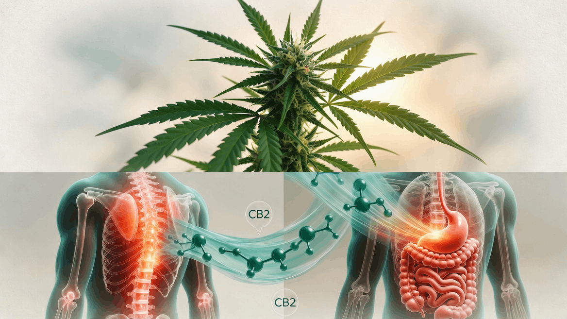 Cannabis and Chronic Inflammation