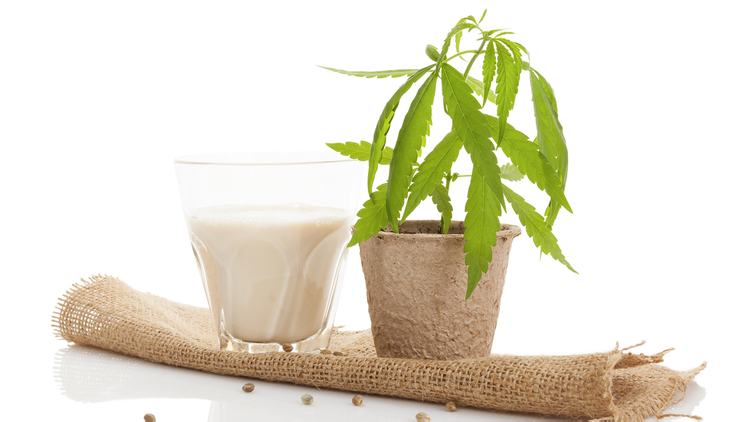 DIY: Cannabis Infused Milk 