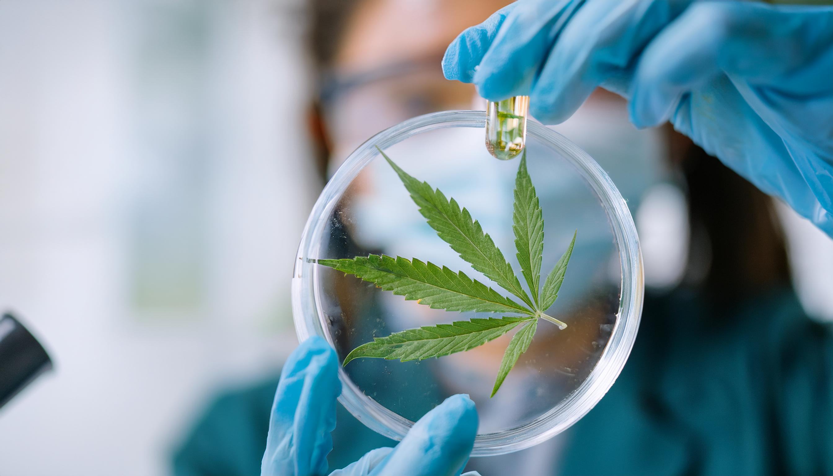 Strictest Cannabis Lab Analysis in Nation: Nevada