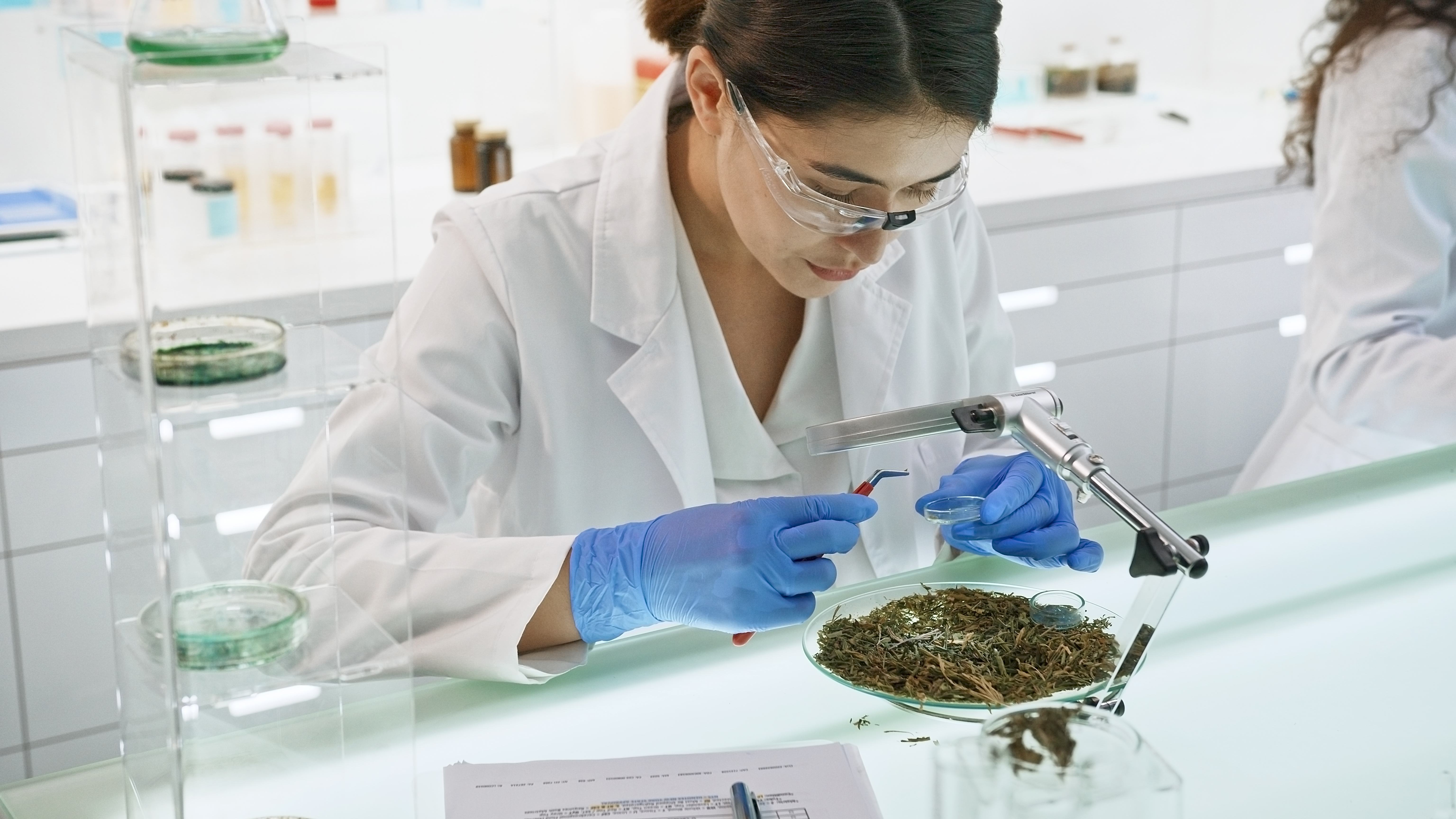 A lab scientist examines marijuana flower.