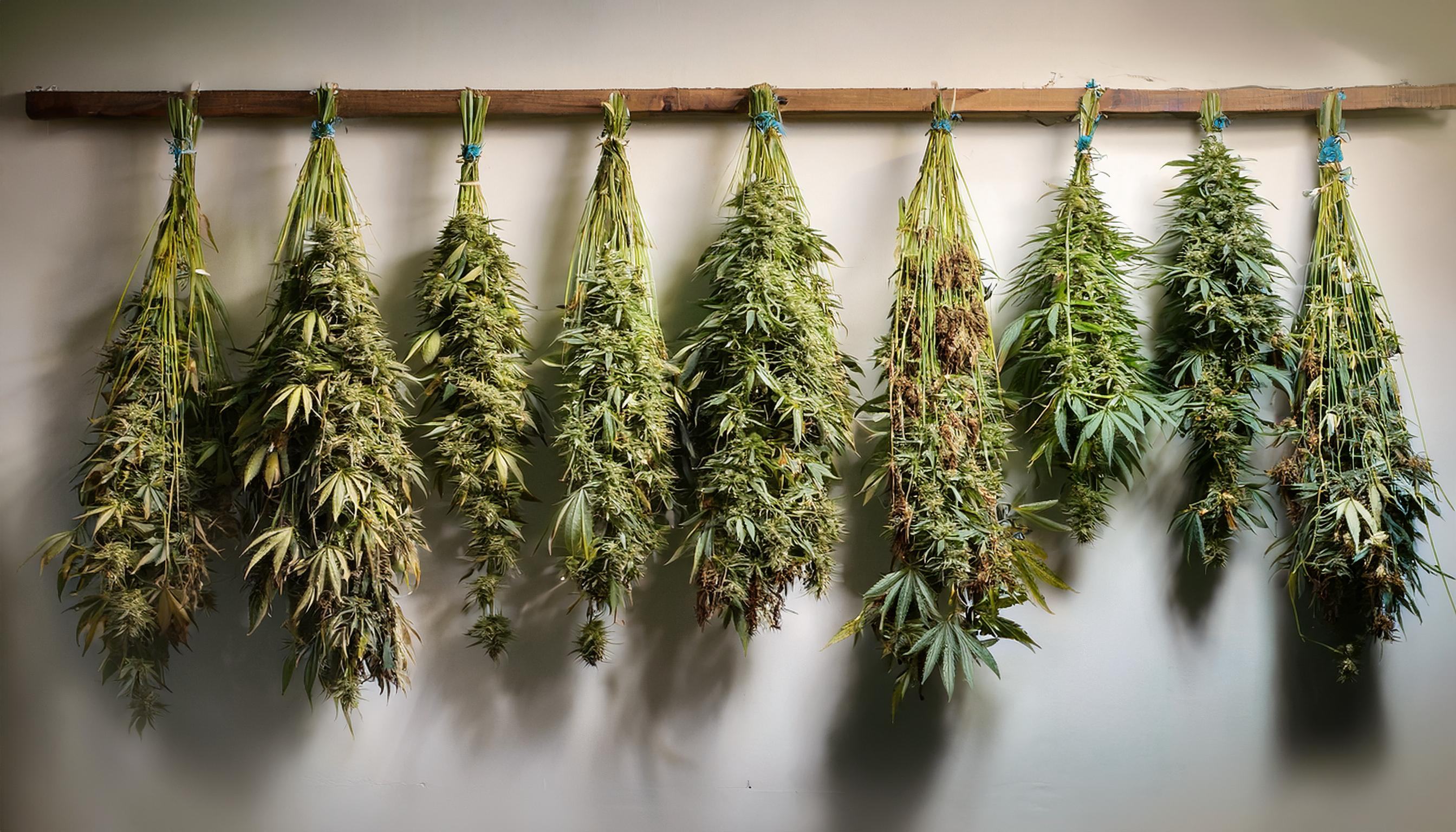 Properly Drying & Curing Cannabis