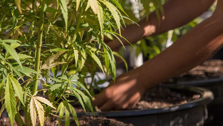 A Brief Glossary on Sustainable Cannabis Farming