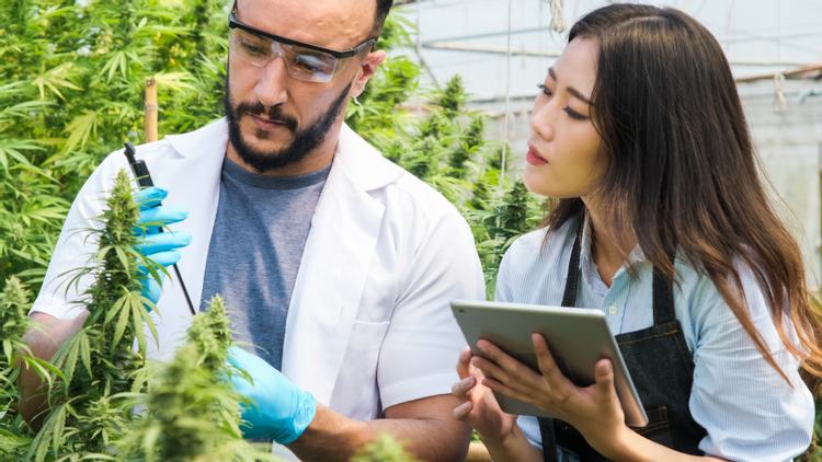 Four Ways the Cannabis Research Act Changes the Game