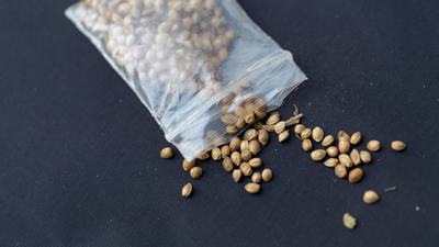 How to Select Quality Cannabis Seeds