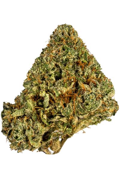 Casino Kush - Híbrida Cannabis Strain