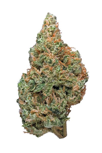 Cheesel - Híbrida Cannabis Strain