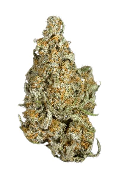 Cheesewreck - Hybrid Cannabis Strain