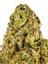 Cheetah Piss Hybrid Cannabis Strain Thumbnail