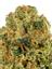 Chem Fernando Valley Hybrid Cannabis Strain Thumbnail