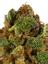 Cherp Hybrid Cannabis Strain Thumbnail