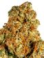 Cherries On Fire Hybrid Cannabis Strain Thumbnail