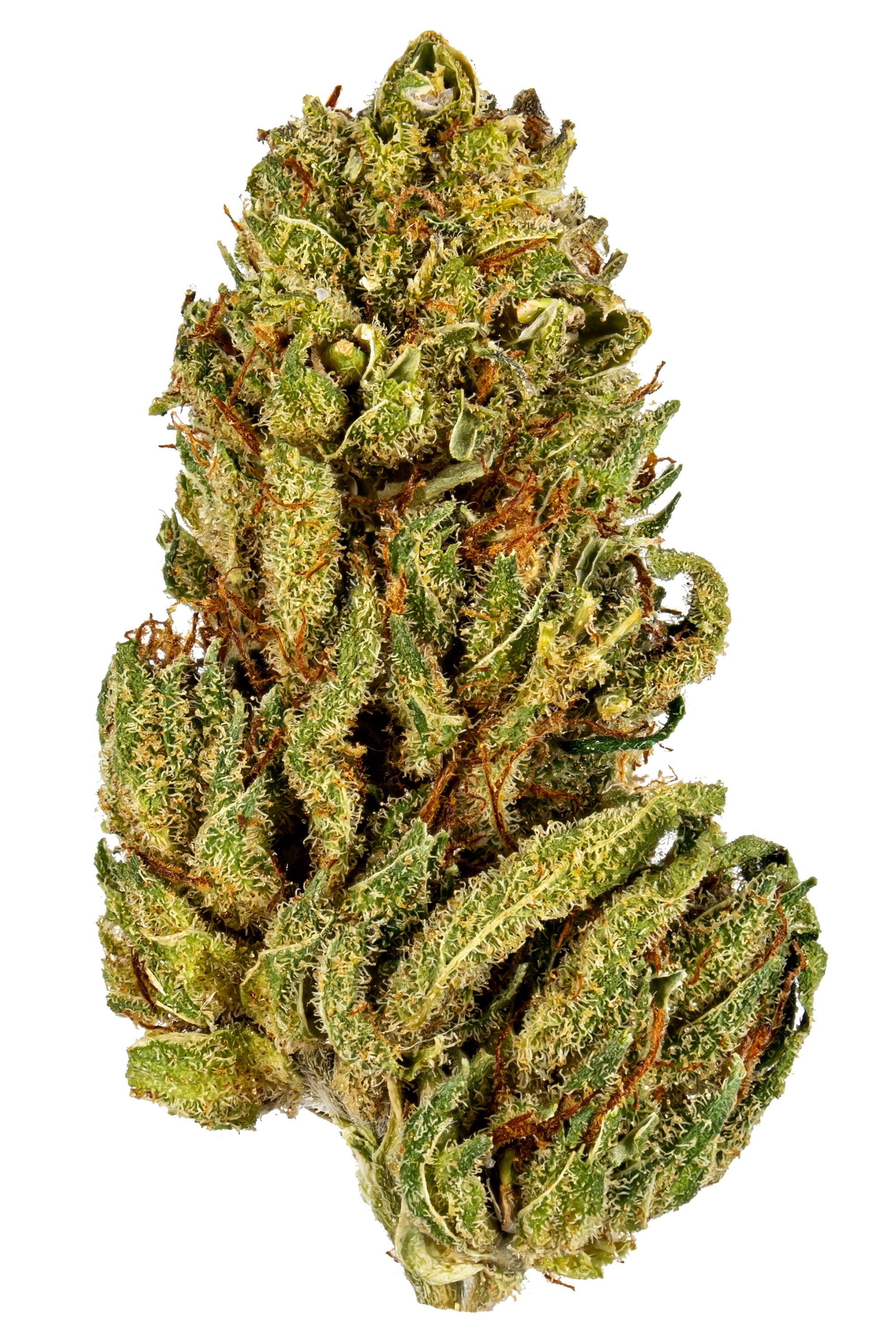 Chocolate Pineapple Scout - Hybrid Cannabis Strain