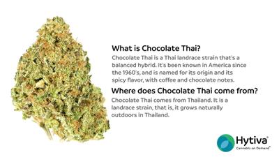 Chocolate Thai - Hybrid Strain