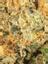 Chunk Hybrid Cannabis Strain Thumbnail