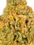 Citradelic Cookies Hybrid Cannabis Strain Thumbnail