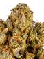 Citral Glue Hybrid Cannabis Strain Thumbnail