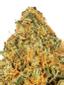Citrus Farmer Hybrid Cannabis Strain Thumbnail
