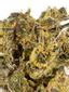 Citrus Tsunami #1 Hybrid Cannabis Strain Thumbnail