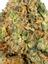 City Slicker #5 Hybrid Cannabis Strain Thumbnail