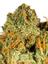 Code Orange Hybrid Cannabis Strain Thumbnail