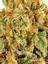 Con Leche Hybrid Cannabis Strain Thumbnail