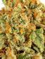 Con Leche Hybrid Cannabis Strain Thumbnail