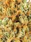 Congo Blueberry Hybrid Cannabis Strain Thumbnail
