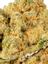 Cookie Crunch Hybrid Cannabis Strain Thumbnail