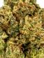 Cookie Glue Hybrid Cannabis Strain Thumbnail