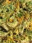 Cookie Supreme Hybrid Cannabis Strain Thumbnail