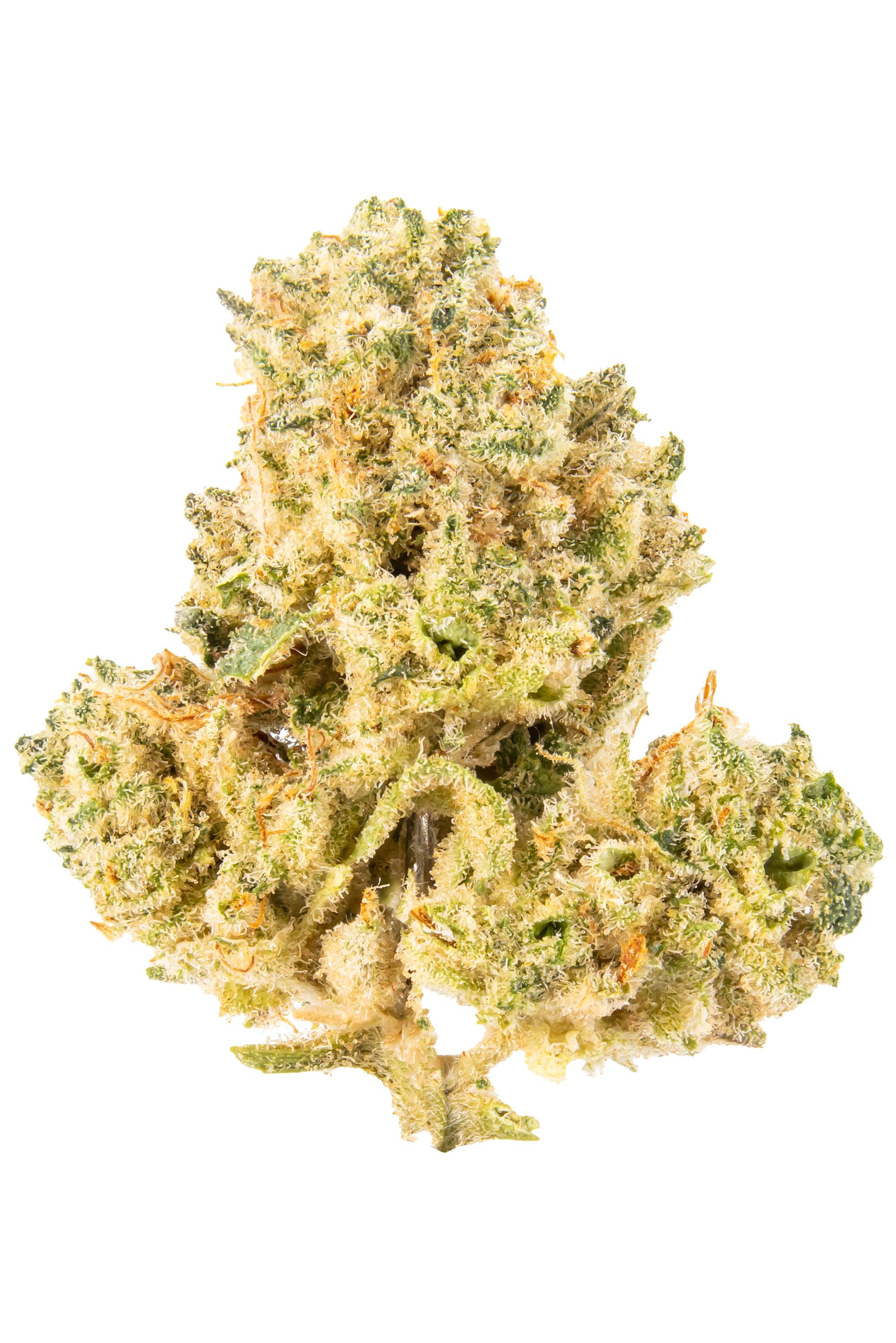 Cosmic - Hybrid Cannabis Strain