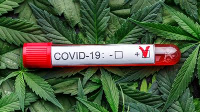 Could Cannabis Treat COVID?