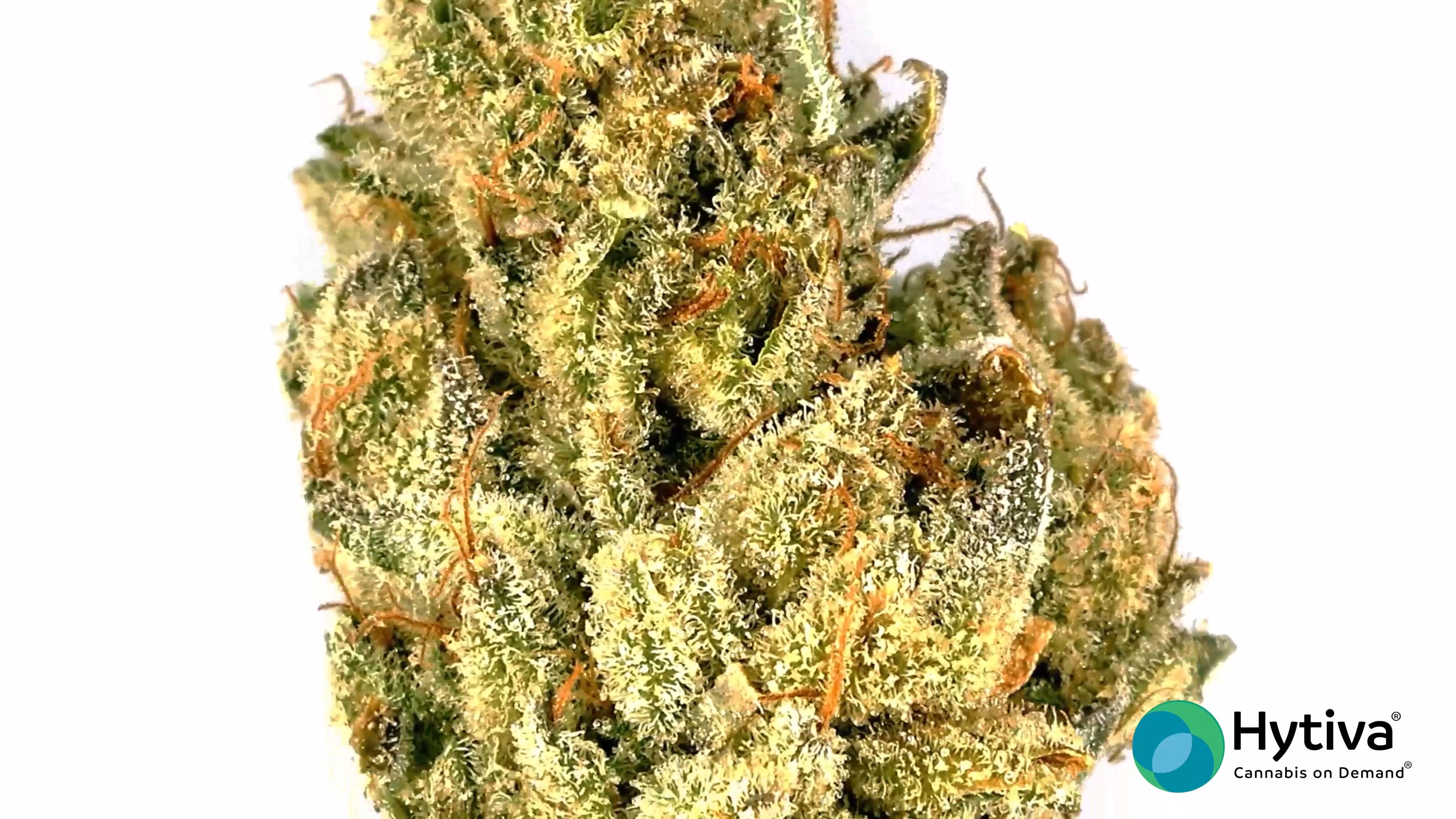 Crazy Glue Strain - Hybrid Cannabis Video, THC, Terpenes : Hytiva