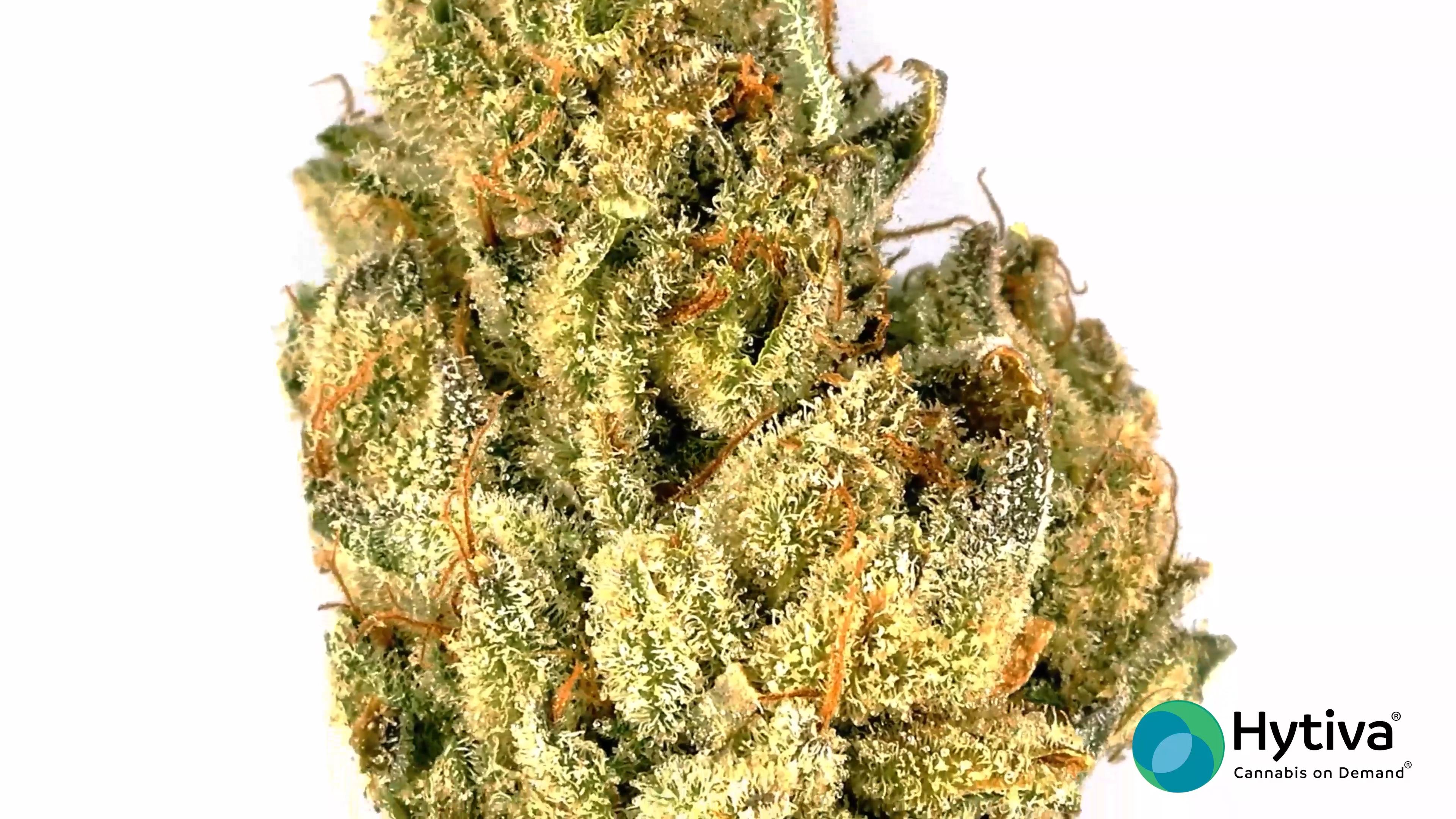 Crazy Glue Strain  Marijuana Doctors