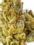 Crazy Glue Hybrid Cannabis Strain Thumbnail