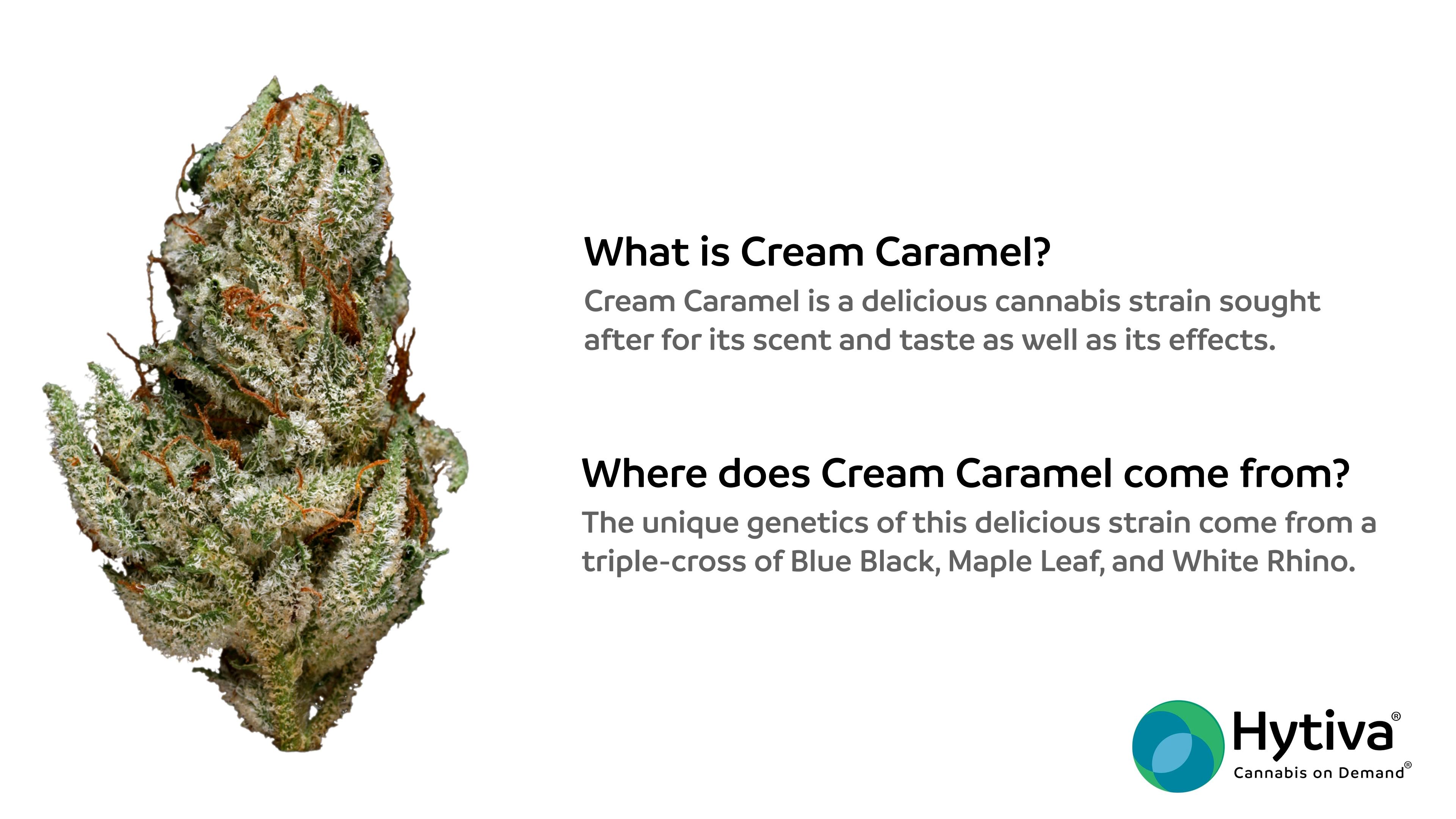 Cream Caramel - Indica Strain